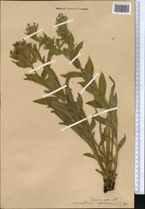 Arnebia ugamensis (Popov) Riedl, Middle Asia, Western Tian Shan & Karatau (M3)