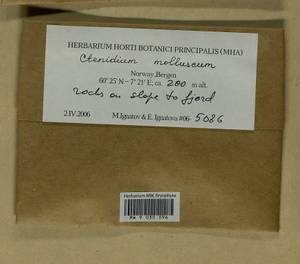 Ctenidium molluscum (Hedw.) Mitt., Bryophytes, Bryophytes - Western Europe (BEu) (Norway)