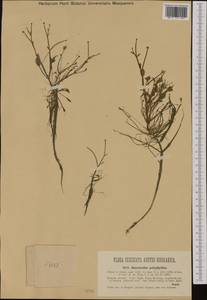 Ranunculus polyphyllus Waldst. & Kit. ex Willd., Western Europe (EUR) (Hungary)