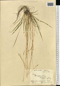 Anthoxanthum nipponicum Honda, Eastern Europe, Northern region (E1) (Russia)