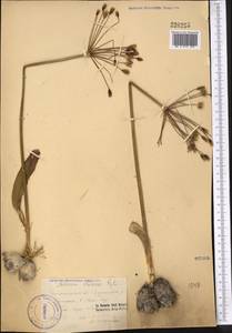Allium iliense Regel, Middle Asia, Western Tian Shan & Karatau (M3) (Tajikistan)