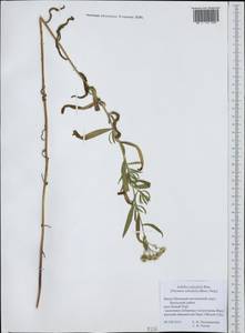 Achillea salicifolia subsp. salicifolia, Siberia, Western Siberia (S1) (Russia)