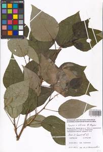 Populus tremuloides Michx., Eastern Europe, Moscow region (E4a) (Russia)