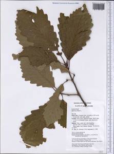 Quercus michauxii Nutt., America (AMER) (United States)