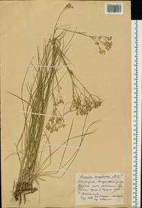 Eremogone longifolia (M. Bieb.) Fenzl, Eastern Europe, Eastern region (E10) (Russia)