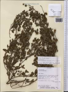 Acanthospermum australe (Loefl.) Kuntze, America (AMER) (Paraguay)