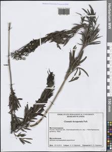 Clematis hexapetala Pall., Siberia, Russian Far East (S6) (Russia)