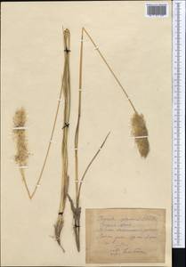 Imperata cylindrica (L.) Raeusch., Middle Asia, Pamir & Pamiro-Alai (M2) (Uzbekistan)
