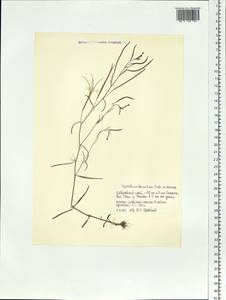Epilobium davuricum Fisch. ex Hornem., Siberia, Russian Far East (S6) (Russia)