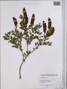 Amorpha fruticosa L., Middle Asia, Karakum (M6) (Turkmenistan)