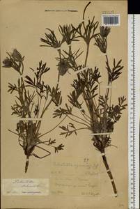 Pulsatilla dahurica (Fisch. ex DC.) Spreng., Siberia, Chukotka & Kamchatka (S7) (Russia)