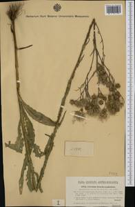 Cirsium brachycephalum Jur., Western Europe (EUR) (Austria)