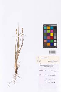 Carex canescens subsp. canescens, Eastern Europe, North-Western region (E2) (Russia)