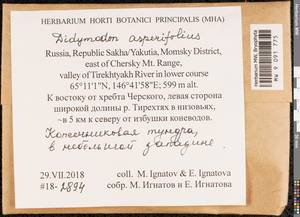 Husnotiella asperifolia (Mitt.) J.A. Jiménez & M.J. Cano, Bryophytes, Bryophytes - Yakutia (B19) (Russia)