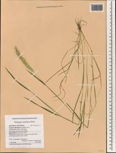 Polypogon maritimus Willd., South Asia, South Asia (Asia outside ex-Soviet states and Mongolia) (ASIA) (Cyprus)