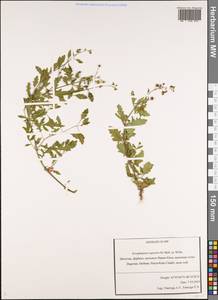 Scrophularia variegata subsp. rupestris (M. Bieb. ex Willd.) Grau, Caucasus, Dagestan (K2) (Russia)