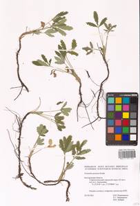 Potentilla cinerea subsp. incana (G. Gaertn., B. Mey. & Scherb.) Asch., Eastern Europe, Northern region (E1) (Russia)