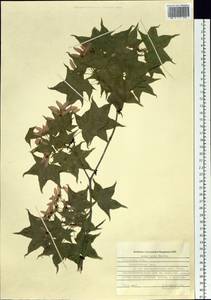 Acer pictum subsp. mono (Maxim.) H. Ohashi, Siberia, Russian Far East (S6) (Russia)