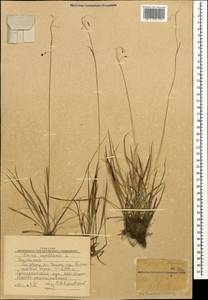 Carex capillaris L., Caucasus, Stavropol Krai, Karachay-Cherkessia & Kabardino-Balkaria (K1b) (Russia)