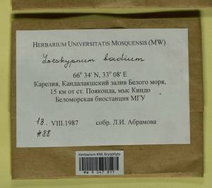 Loeskypnum badium (Hartm.) H.K.G. Paul, Bryophytes, Bryophytes - Karelia, Leningrad & Murmansk Oblasts (B4) (Russia)