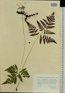 Gymnocarpium robertianum (Hoffm.) Newman, Eastern Europe, Middle Volga region (E8) (Russia)