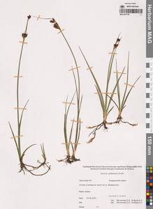 Juncus castaneus Sm., Siberia, Chukotka & Kamchatka (S7) (Russia)