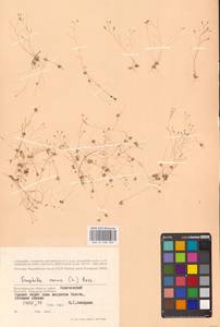 Draba verna L., Eastern Europe, Lower Volga region (E9) (Russia)