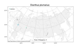 Dianthus plumarius L., Atlas of the Russian Flora (FLORUS) (Russia)