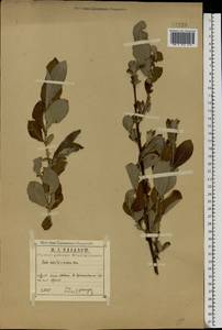 Salix aurita × cinerea, Eastern Europe, Central region (E4) (Russia)