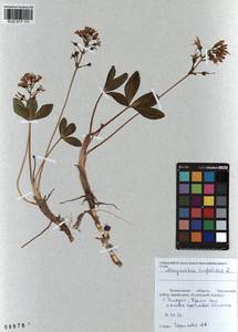 Menyanthes trifoliata L., Siberia, Altai & Sayany Mountains (S2) (Russia)