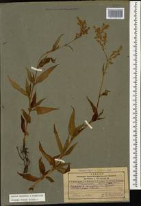 Koenigia alpina (All.) T. M. Schust. & Reveal, Caucasus, Dagestan (K2) (Russia)