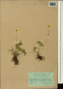 Ranunculus breyninus Crantz, Caucasus, Krasnodar Krai & Adygea (K1a) (Russia)