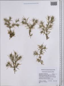 Ceratocarpus arenarius L., Middle Asia, Western Tian Shan & Karatau (M3) (Kyrgyzstan)
