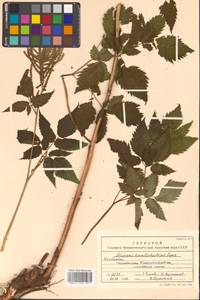 Aruncus dioicus (Walter) Fernald, Siberia, Chukotka & Kamchatka (S7) (Russia)
