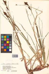 Carex gmelinii Hook. & Arn., Siberia, Russian Far East (S6) (Russia)