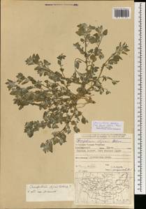 Chenopodium iljinii Golosk., Mongolia (MONG) (Mongolia)