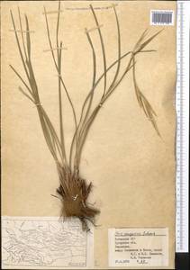 Iris songarica Schrenk, Middle Asia, Syr-Darian deserts & Kyzylkum (M7) (Uzbekistan)