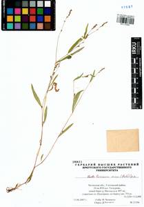 Persicaria minor (Huds.) Opiz, Siberia, Baikal & Transbaikal region (S4) (Russia)