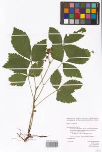 Rubus saxatilis L., Eastern Europe, Central forest-and-steppe region (E6) (Russia)