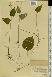 Maianthemum intermedium Vorosch., Siberia, Russian Far East (S6) (Russia)