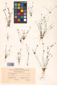 Juncus bulbosus L., Eastern Europe, Latvia (E2b) (Latvia)