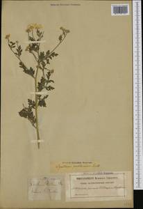 Tanacetum parthenium (L.) Sch. Bip., Western Europe (EUR) (Sweden)