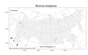 Bromus scoparius L., Atlas of the Russian Flora (FLORUS) (Russia)