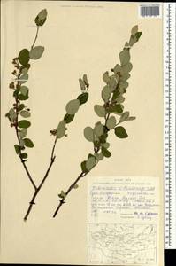Cotoneaster melanocarpus G.Lodd., Mongolia (MONG) (Mongolia)