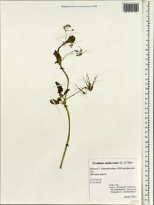 Erodium malacoides, South Asia, South Asia (Asia outside ex-Soviet states and Mongolia) (ASIA) (Israel)