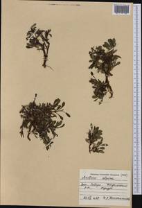 Arctostaphylos alpinus (L.) Spreng., Siberia, Western Siberia (S1) (Russia)
