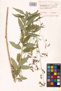 Adenophora liliifolia (L.) A.DC., Eastern Europe, Lower Volga region (E9) (Russia)