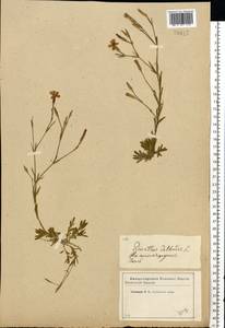 Dianthus deltoides L., Eastern Europe, Western region (E3) (Russia)