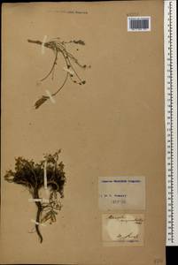 Astragalus sanguinolentus M.Bieb., Caucasus, Georgia (K4) (Georgia)