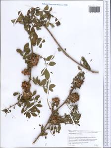 Glycyrrhiza echinata L., Middle Asia, Caspian Ustyurt & Northern Aralia (M8) (Kazakhstan)